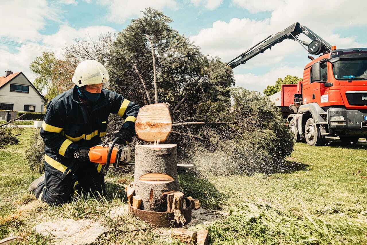 South Brooksville, FL Tree Service Company